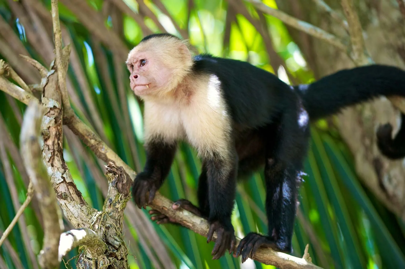 Capuchin Monkey