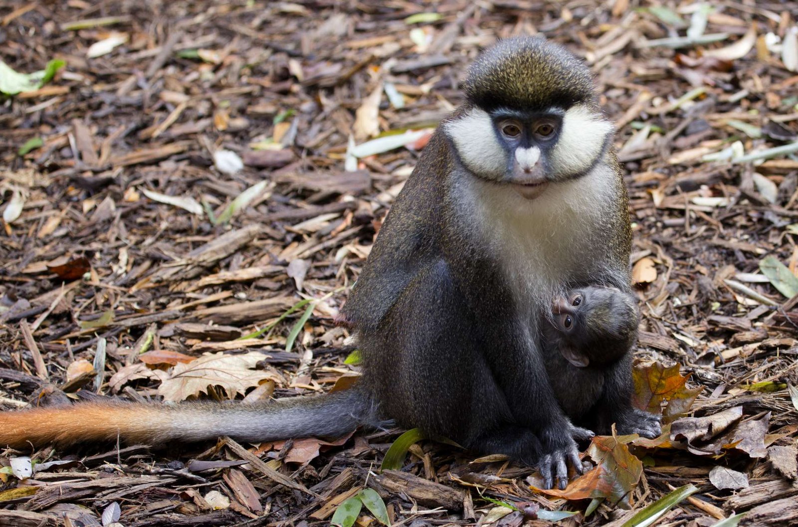 Guenon Monkey