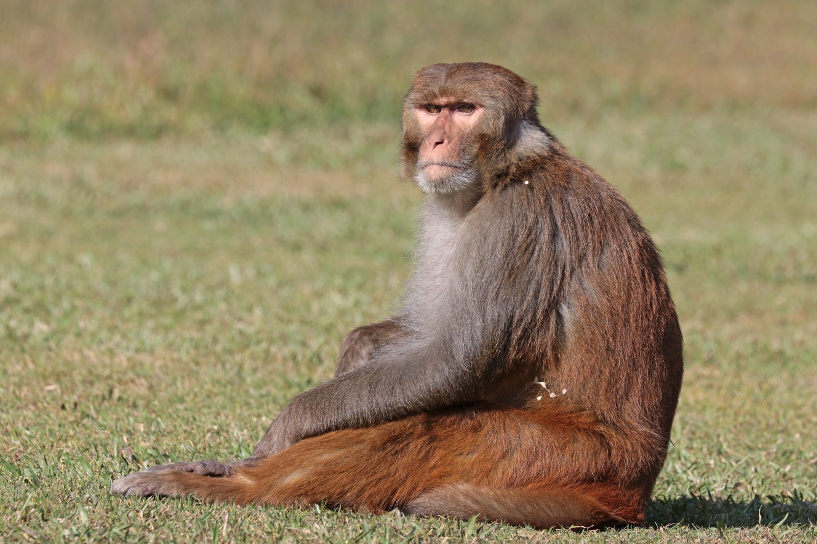 Macaque Monkey