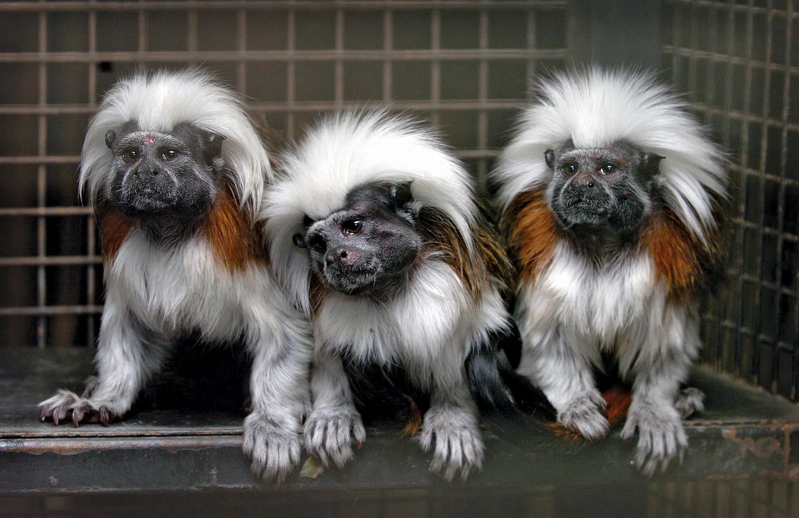 Marmoset Monkey