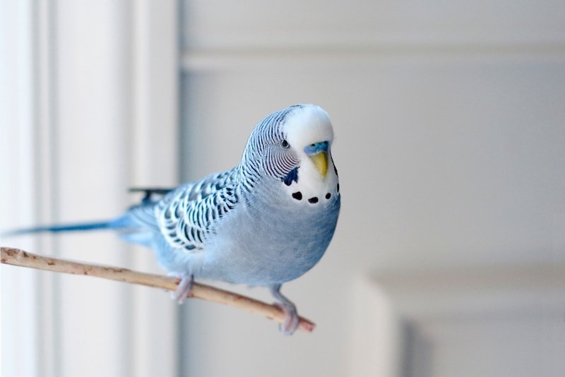 Parakeet