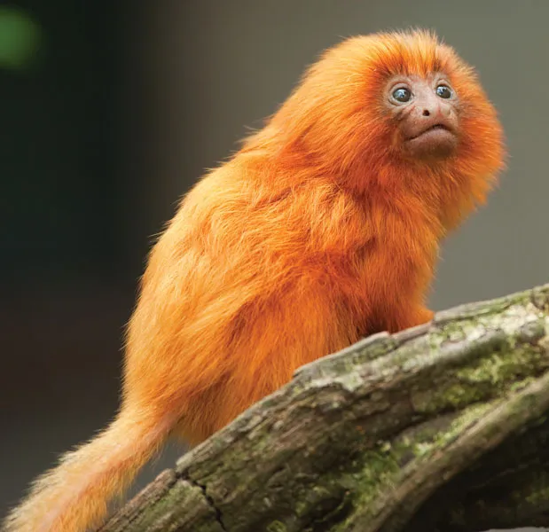 Tamarin Monkey