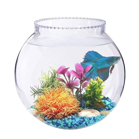 Fish Pot for Home